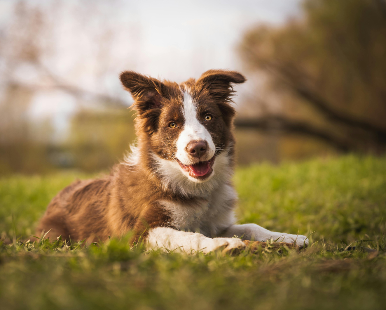 Chien