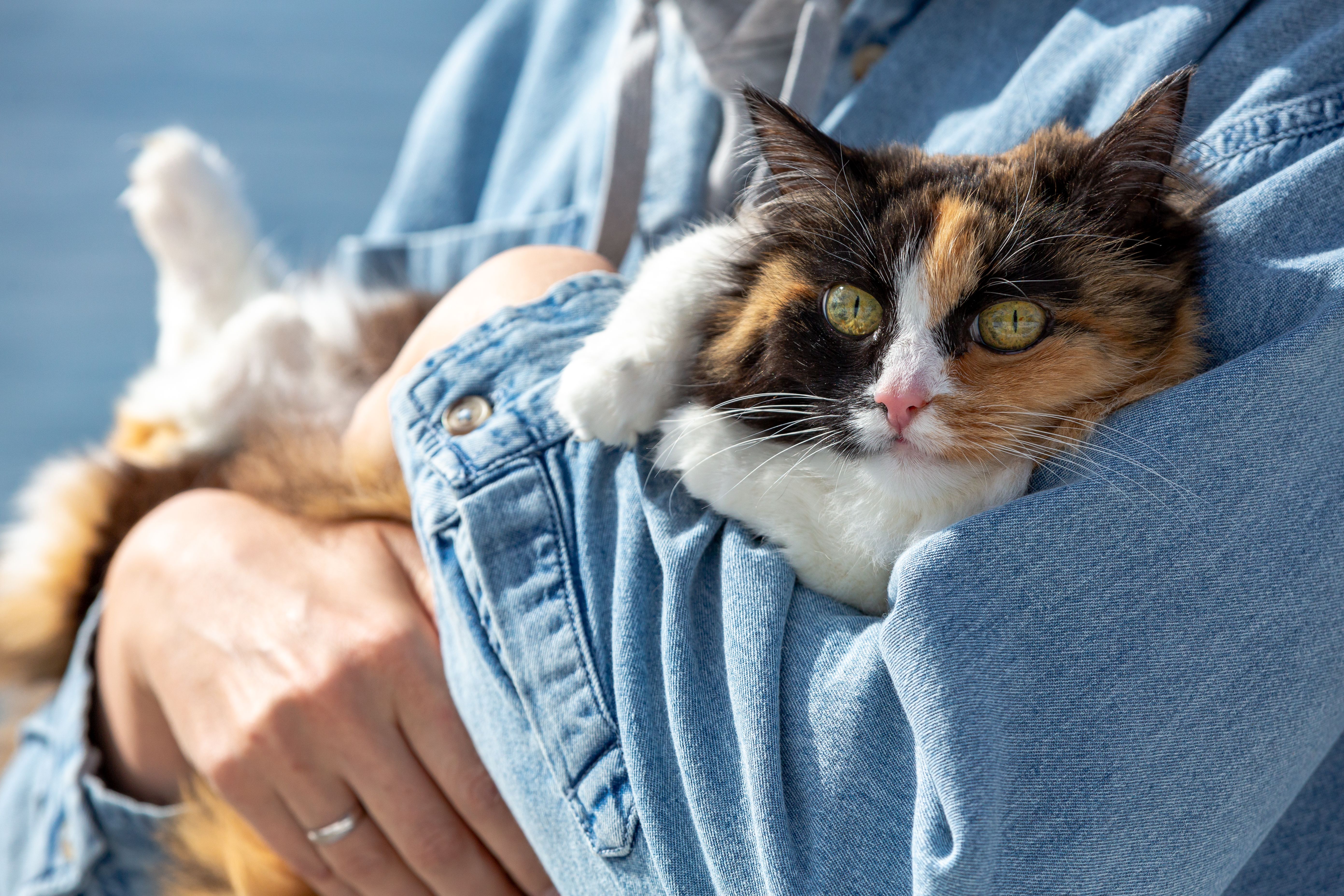 Ninon, petsitter